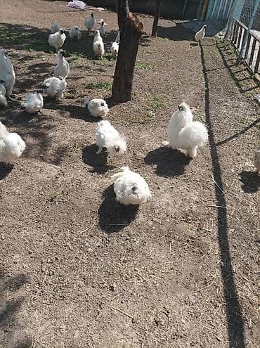 шатландские кошки: Продаю | Куры | Для разведения — 1