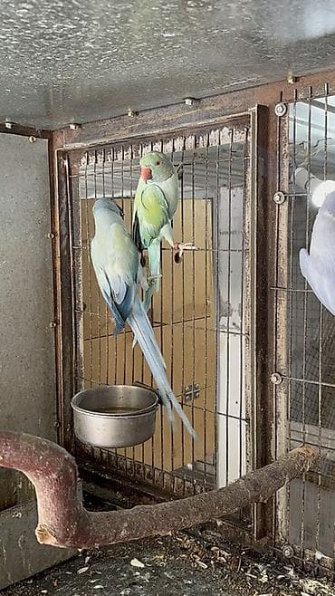 баа: Александрийские ожереловые попугаи (Psittacula eupatria) Имеются — 2
