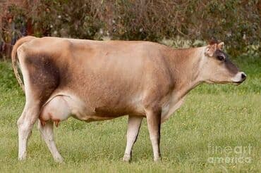 молочные оборудование: Искусственное осеменение коров гольштино-фризская швицская симментал — 5