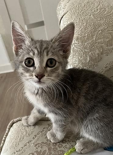 кой обмен: 3 месяца, Девочка, Серый, Приучена к лотку, Проглистована — 1