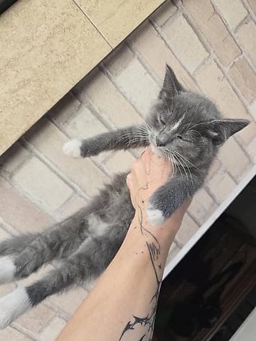 британец вязка: Котята, домашние, ласковые. Смешаны с Мейкуном Особенности: - — 2