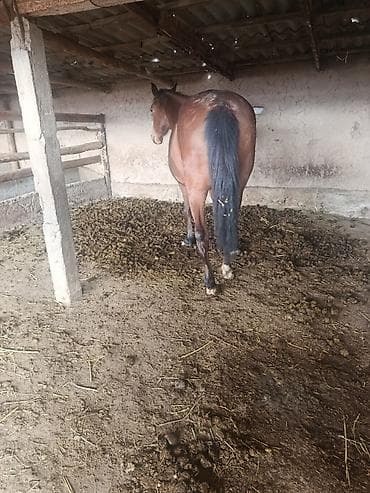 симментал бык: Продаю | Кобыла (самка) | Английская | Рабочий | Племенные — 4