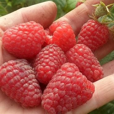 рыбы купить: Малина ремонтантная (сорт — 2