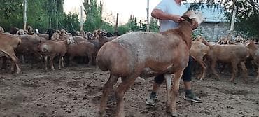 Продаю | Баран (самец) | Для разведения — 2