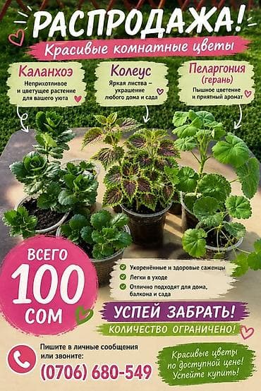 Красивые комнатные цветы — каланхое, колеус и пеларгония (герань). - — 1