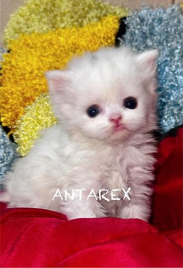 продаю шотландских котят: Чистопородные шотландские котята от красивой привозной пары (Россия) — 6