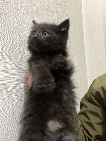 купить черную немецкую овчарку: Котята,родились 16 сентября. 3мальчика 1девочка, шоколадные. Отдам в — 4