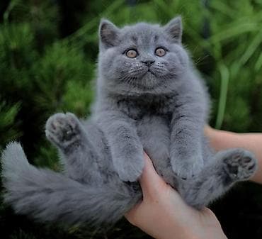 сфинкс кошка: Британская короткошёрстная, 2 месяца, Девочка, Лиловый — 1