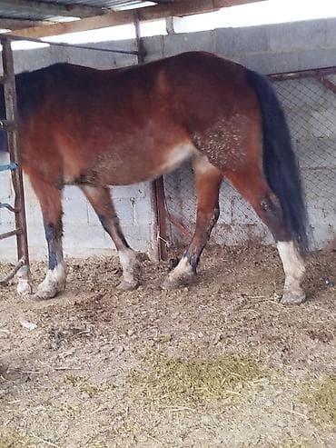 лошади кобылы: Продаю | Кобыла (самка) | Полукровка | Для разведения — 6