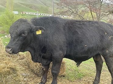 собака булдок: Продаю | Бык (самец), Музоо, торпок | Ангус | На откорм, Для разведения | Племенные — 2