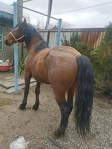 ит аттары: Сатам | Жылкы (эркек) | Жумушка | Асыл тукумдуу — 2