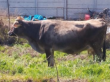 каровы швиц: Продаю | Корова (самка) | Для молока — 2