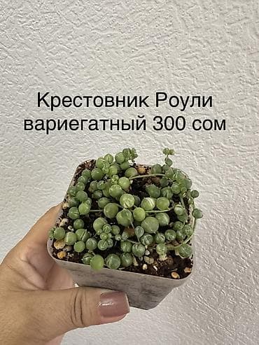 верблюж: Укорененные черенки/отростки. Адрес 8 мкр — 10