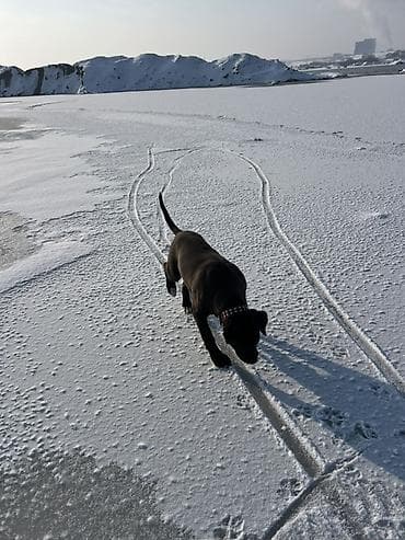 Аквариумы: Нашийник для собак с декоративными заклёпками - Материал: плотная — 2