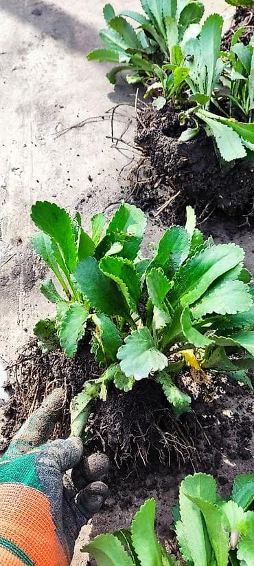 садовый декор: Продаю многолетние цветы. Ромашка королевская куст 250сом,хоста — 1