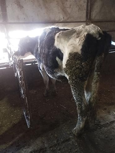 Аквариумы: Продаю | Корова (самка) | Голштин, Алатауская | На откорм — 1
