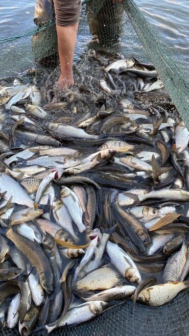 рыба купить: Свежий — 1