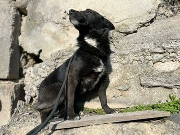 стрижка собак на дому недорого: Ищем дом для молодой стерилизованной девочки. Привита. Привезём сами — 1