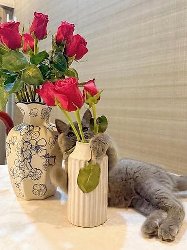 Мышыктар: Британский короткошёрстный котёнок, окрас голубой (серебристо‑серый) — 4