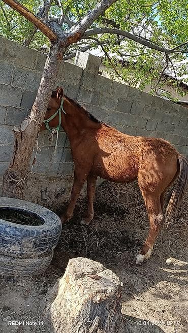 жеребёнок: Продаю | Жеребенок | Конный спорт — 3