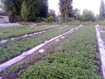 помидоры новичок: Продаю рассада помидора новичок стаканчик китайский гибрит и риогранд — 1