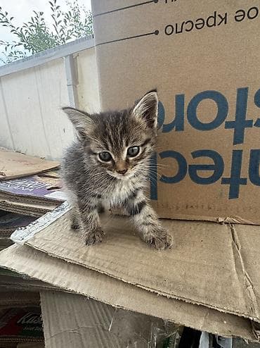 отдам даром котенка бишкек: Кошка даром: Беспородная, 1 месяц, Мальчик — 5