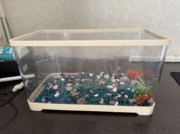 красная рыба цена бишкек: Аквариумный комплект с декоративными рыбками - объём ориентировочно — 12