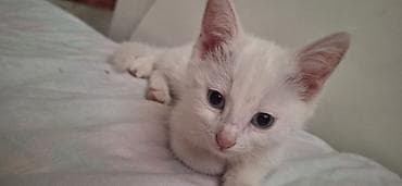 кошку: 2 месяца, Девочка, Белый, Метис, Приучена к лотку — 3