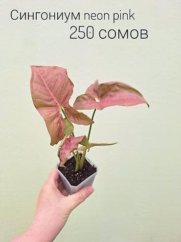 инкубатор луппер: • Комнатные растения (укоренённые черенки/детки/молодые — 3