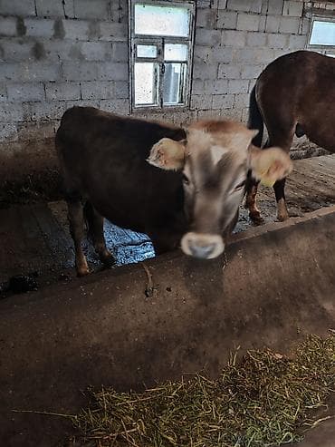 корм жем: Продаю | Бык (самец) | На откорм | Привязанные — 3