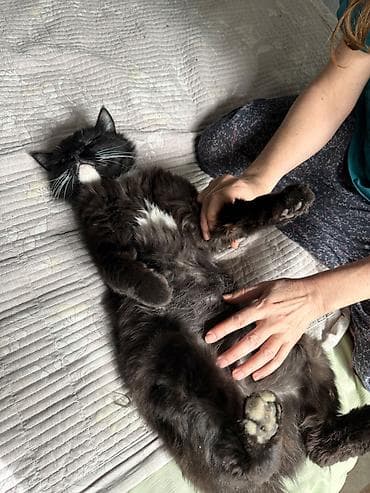 Отдам даром кошку: Кошка даром: Беспородная, 2 года, Мальчик, Метис — 1