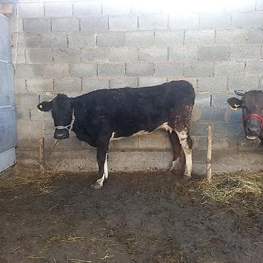бычки парода: Продаю | Корова (самка) | Полукровка | Для разведения | Нетель — 1
