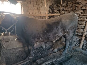 в связи с переездом отдам попугая жако в добрые руки: Продаю | Бык (самец) | На откорм | Привязанные — 3