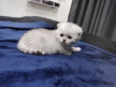 рыжий пятнистый кот купить: Скотиш Фолд (Шотландская вислоухая), 1 месяц, Девочка, Серебристая шиншилла, Приучена к лотку, Проглистована — 5