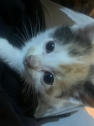 африканские сом малек: Отдам котят. Им 2 недели — 3