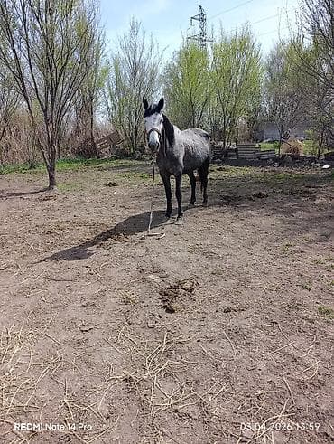 щенки корги: Продаю | Кобыла (самка) | Для разведения | Племенные — 6