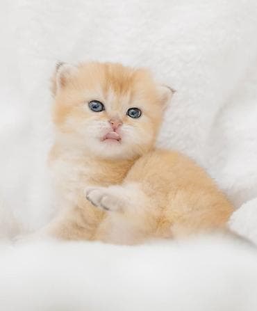 рыжая кошка: Британская короткошёрстная, 1 месяц, Мальчик, Золотая шиншилла, Приучена к лотку, Проглистована, С документами — 4