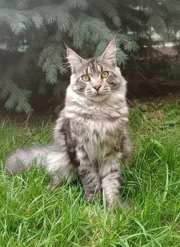 Мышыктар: Мейн-кун, 7 айлык, Эркек, Лотокко барууга үйрөтүлгөн, Курттардан тазаланган, Эмделген — 1