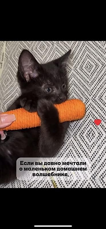 Мышыктар: Отдадим котенка в добрые руки🥰 очень лосковый и игривый — 1