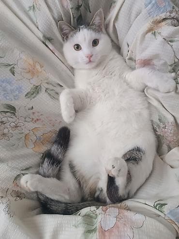 котят ош: 7 месяцев, Мальчик — 4