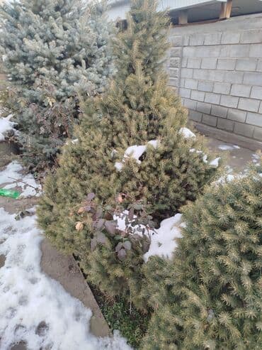 пл: Саженцы деревьев: Ели — 2