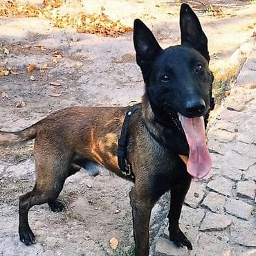 собака для ахоты: Вязка: Бельгийская овчарка, Самец, 3 года, С прививкой, С родословной — 2