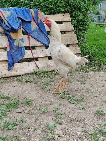 шамо: Продаю | Куры | Бойцовая, Дакан | Для разведения, Для боев — 8