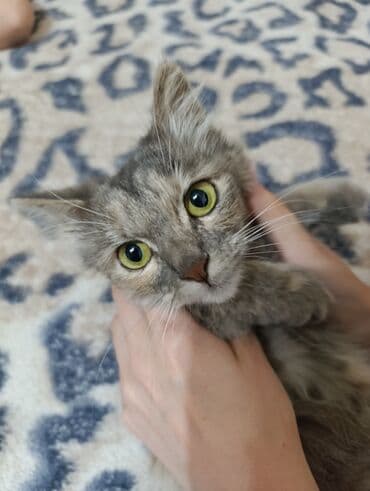 Кошка даром: Беспородная, 5 месяцев, Девочка