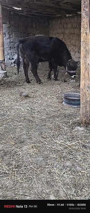 продам голубей: Продаю | Музоо, торпок | На откорм | Привязанные — 2