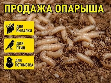 Охота и рыбалка: Опарыш – натуральная наживка и белковый корм. один килограмм 500 сом — 1
