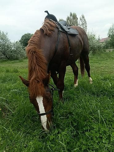 продаю будку: Продаю | Конь (самец), Жеребец, Жеребенок | Першерон, Дончак | На забой, Для разведения, Для молока — 2
