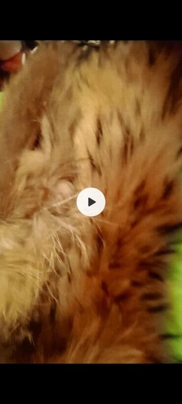 сапоги зимние женские натуральная кожа натуральный мех распродажа: НАТУРАЛЬНЫЙ МЕХ,Разный обменяю на Парики,Волосы,Шиньоны — 3