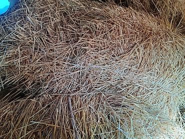 лоток для яйц: Солома в тюках - Зерновая солома, нарезка средней длины, чистая — 5