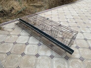 куплю кукурузу в початках: Куринная клетка
1 штук—1000 сом
Тушуп берем — 3